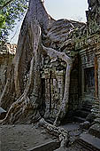 Ta Prohm temple - silk-cotton trees rising over the ruins